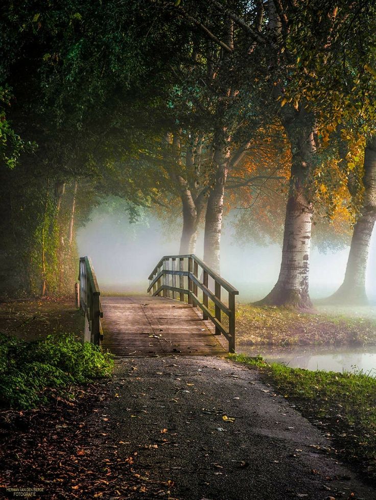 a wooden bridge over a body of water surrounded by trees in the foggy forest