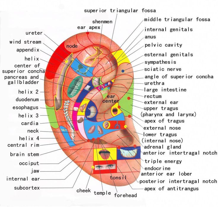 Piercing Pain Chart, Reflexology Techniques, Pain Chart, Ear Reflexology, Pressure Point Therapy, Reflexology Chart, Face Mapping, Yl Oils, Brain Stem