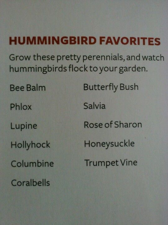 the hummingbird favorites list is displayed on a white board with red writing and black lettering