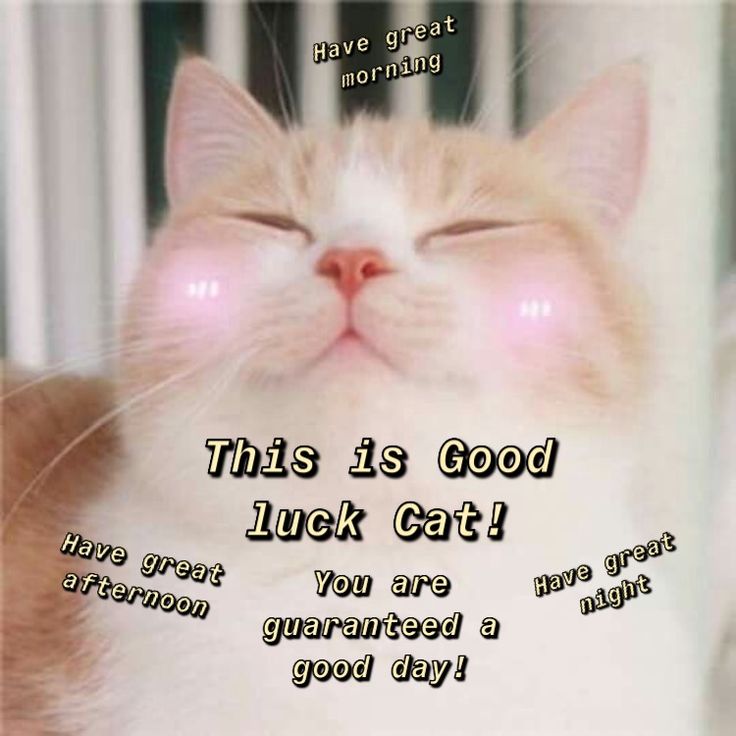 an orange and white cat is sleeping with its eyes closed while the caption reads, this is good luck cat you are gratified a good day