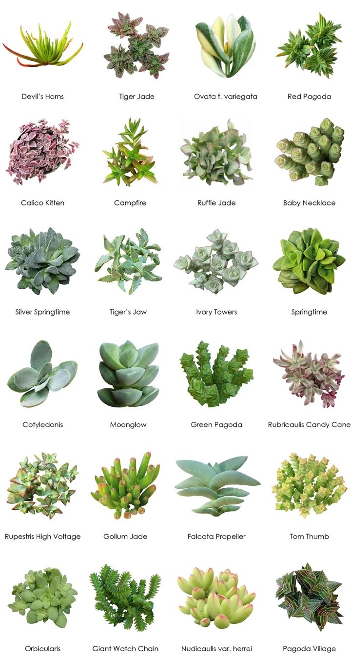 the different types of succulents and their names