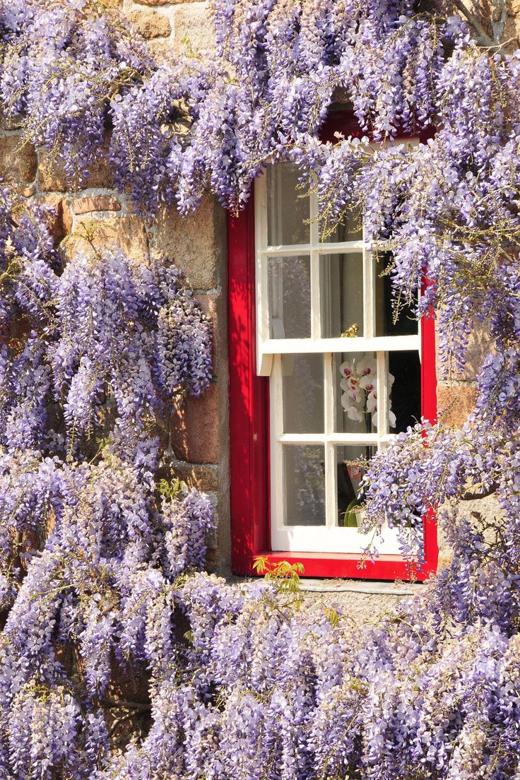 purple flowers growing on the side of a building with a red window and shutters