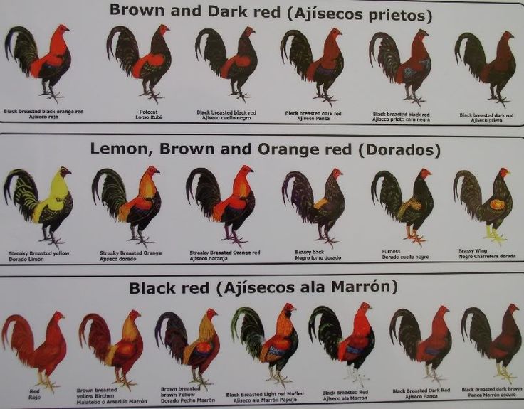 the roosters are different colors and sizes, but they can be seen in this poster