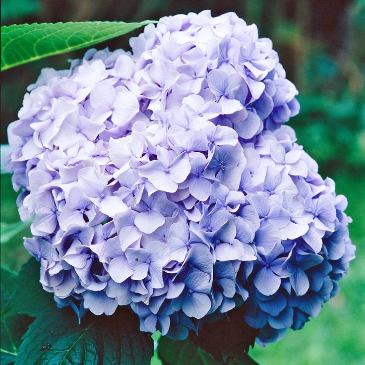 purple-big-daddy-hydrangea-bloom-83bc0739 Mophead Hydrangea, Types Of Hydrangeas, Limelight Hydrangea, Hydrangea Care, Hydrangea Garden, Hydrangea Macrophylla, Hydrangea Not Blooming, Planting Hydrangeas, Have Inspiration