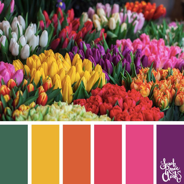 the color scheme is bright and colorful, with tulips in different colors on each side