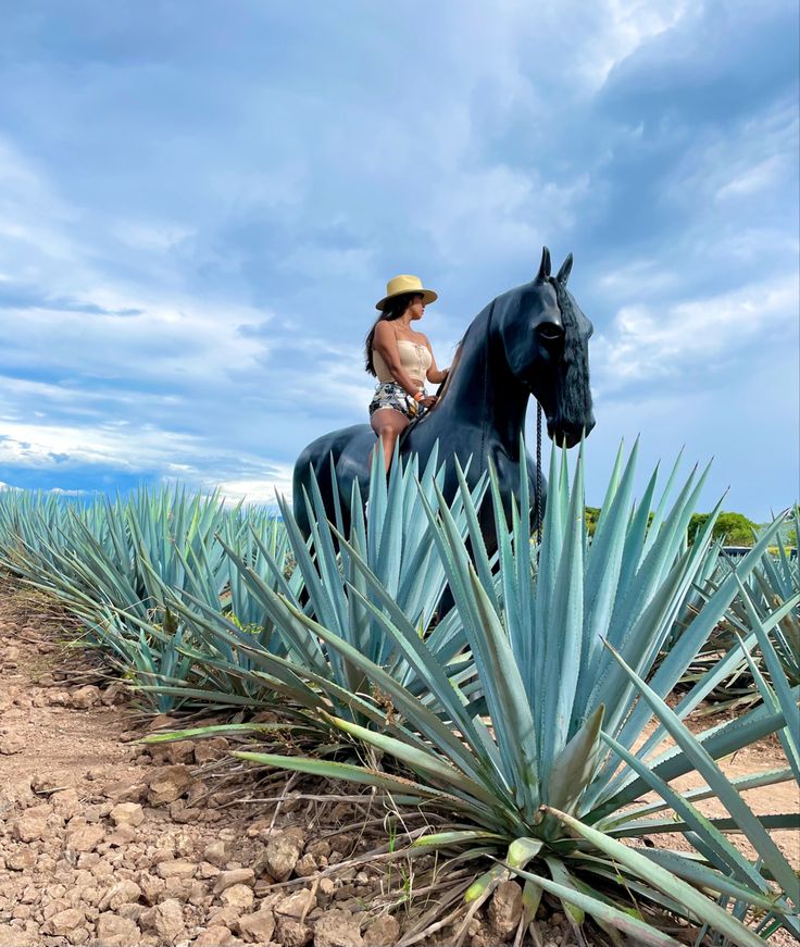 a man riding on the back of a black horse next to a blue agave plant