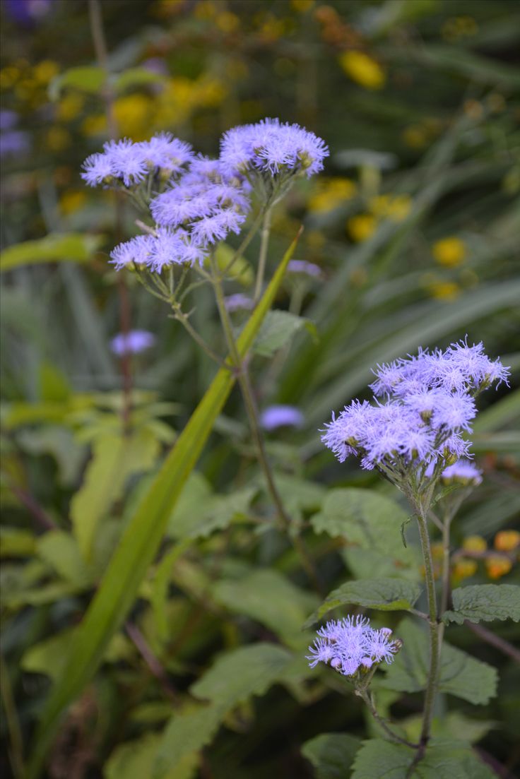 some blue flowers are growing in the grass