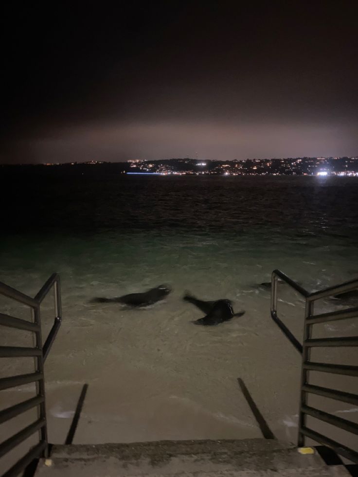 two seagulls are swimming in the ocean at night