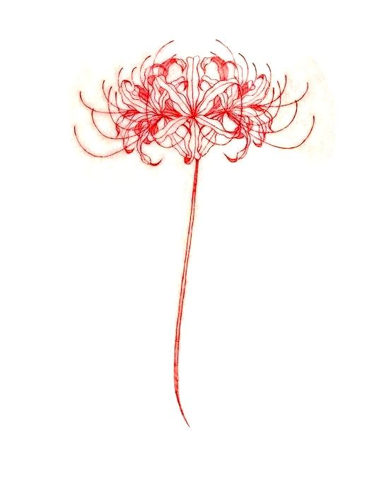 a drawing of a red flower on a white background