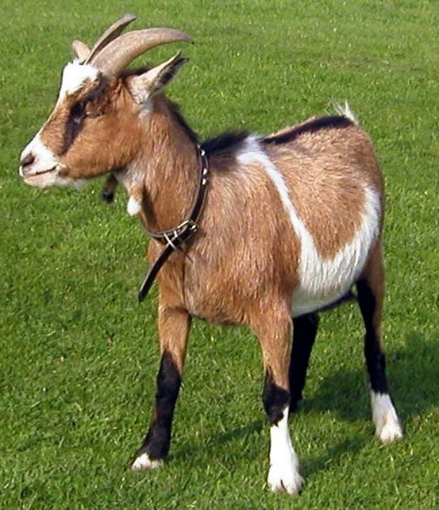 a goat standing on top of a lush green field