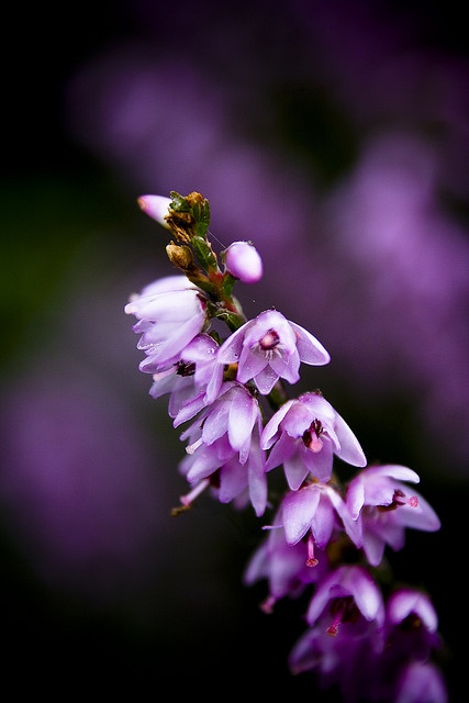 purple flowers with green border around them