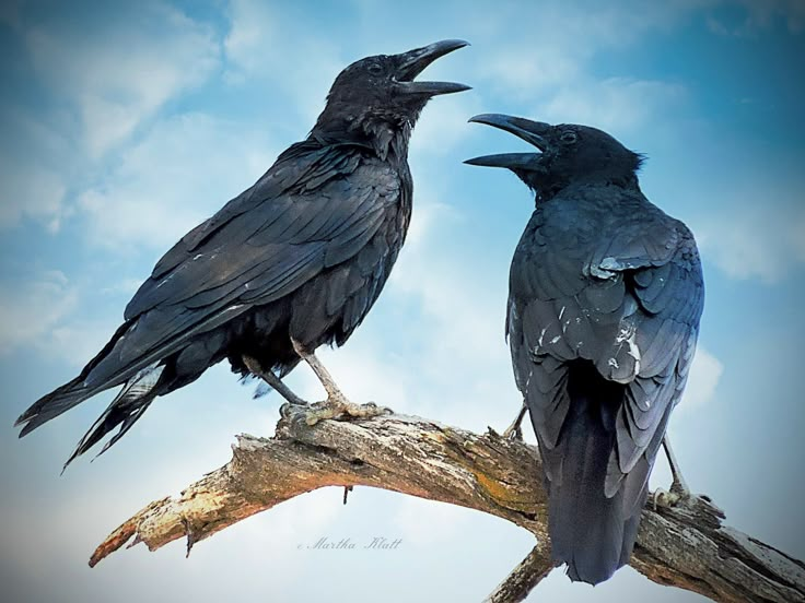 two black crows sitting on top of a tree branch