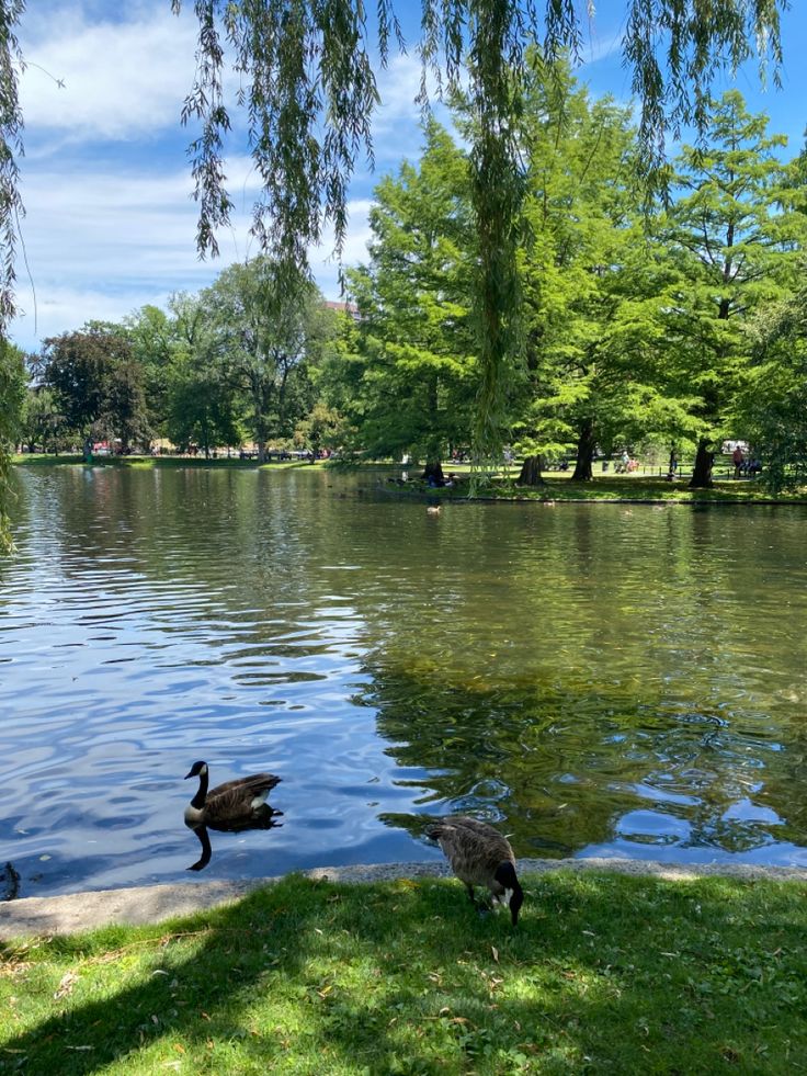 two ducks are swimming in the water near some trees and grass, while another duck is standing on the bank