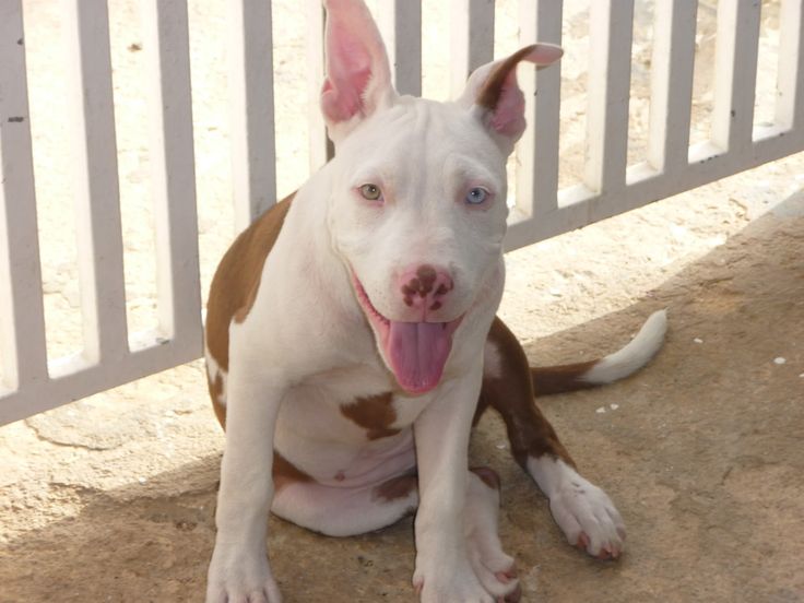 a brown and white dog sitting on the ground next to a metal fence with its tongue hanging out