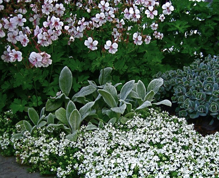 several different types of flowers and plants in a garden with white, pink and green foliage