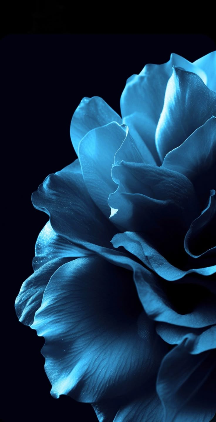 a large blue rose is in the dark