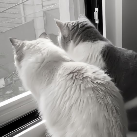 two cats are looking out the window together