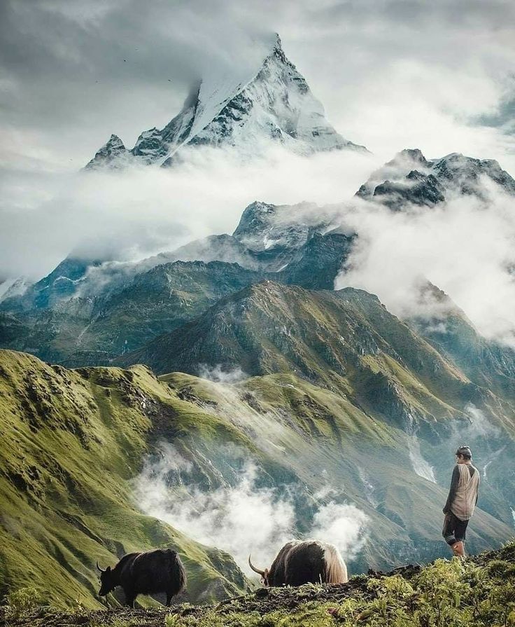 a man standing on top of a lush green hillside next to two yak's