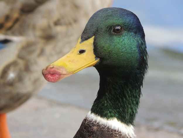 a close up of a duck with another duck in the background