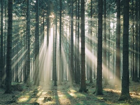 sunlight shining through the trees in a forest