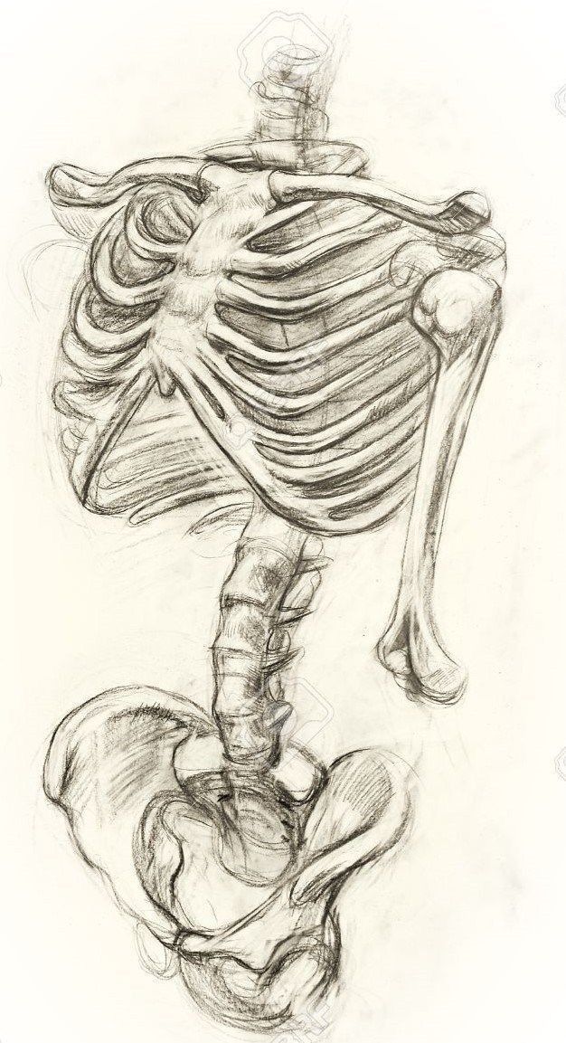 a drawing of a human skeleton with the head and torso visible, in black and white