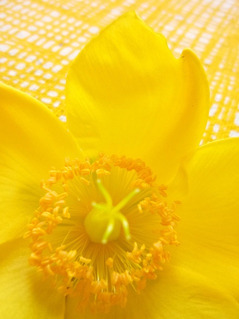 a yellow flower that is sitting on a table cloth with the petals still attached to it