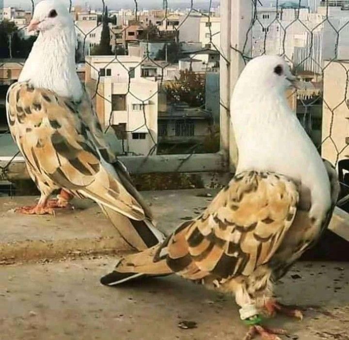 two white and brown birds standing next to each other on top of a fenced in area