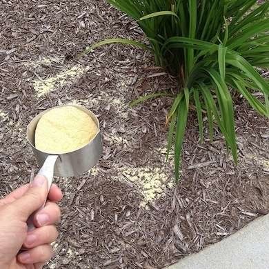 a hand holding a metal measuring spoon with yellow substance in it next to a green plant