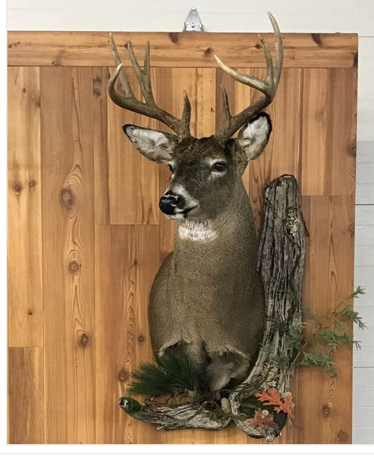 a deer head mounted to the side of a wooden wall