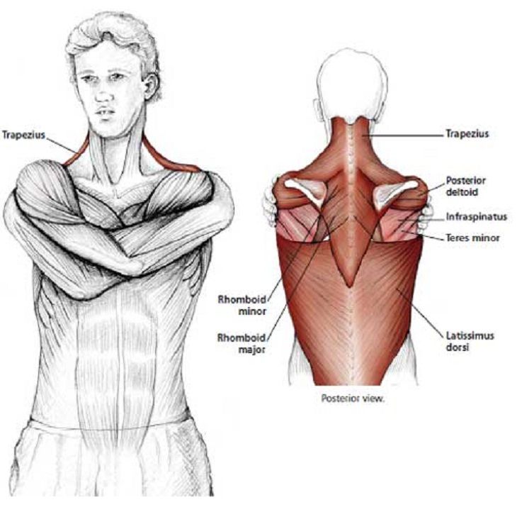 the muscles are shown in this diagram, with their corresponding arms and shoulders folded up