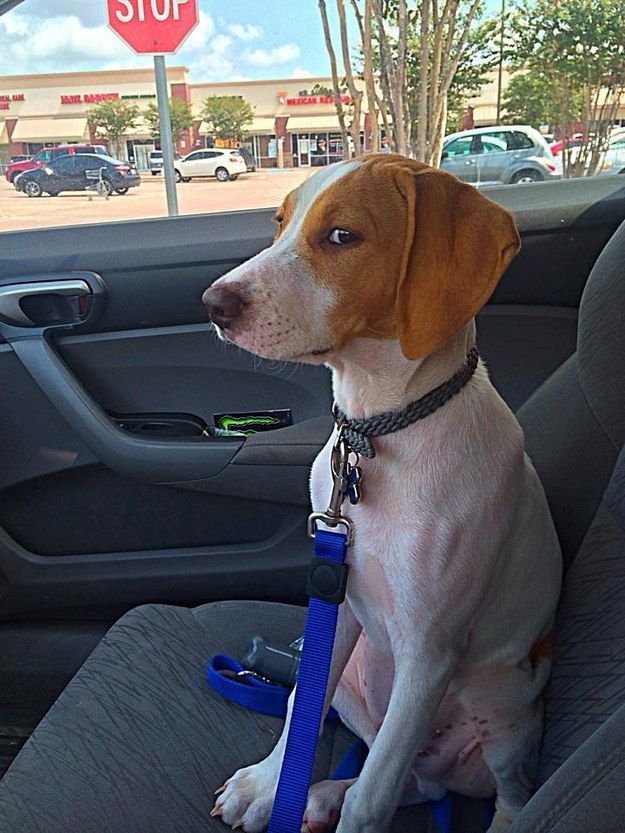 a dog sitting in the back seat of a car