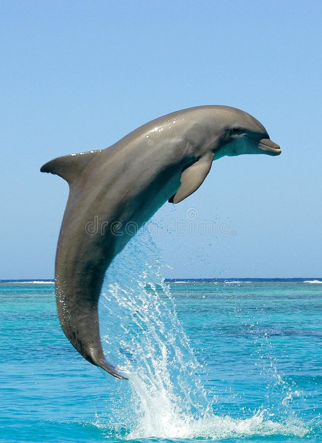 a dolphin jumping out of the water with it's front legs up in the air