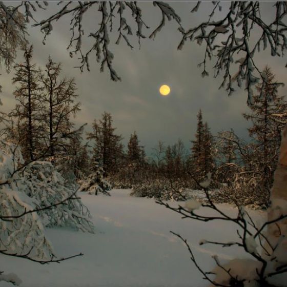 a painting of snow covered trees with the moon in the distance