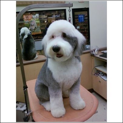 a white and gray dog sitting on top of a chair in front of a mirror