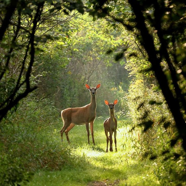 two deer standing next to each other on a lush green forest covered with tall grass