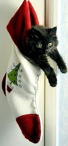 a black cat laying on top of a christmas stocking hanging from the side of a door