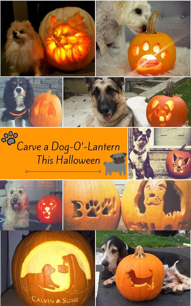 several pumpkins with dogs carved into them and the words cave a dog - o'lantern this halloween