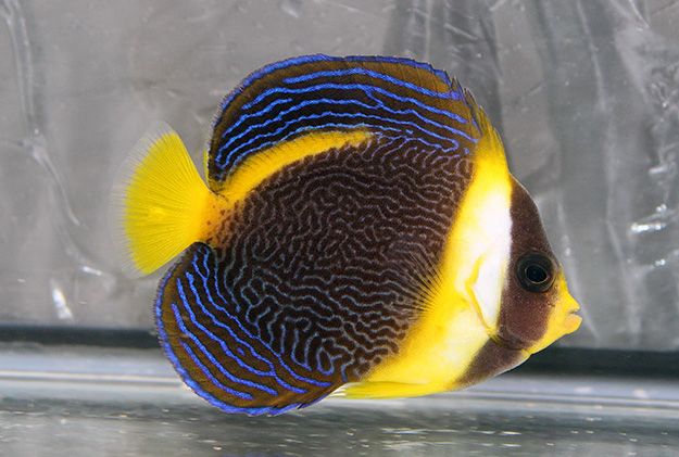 a blue and yellow fish in an aquarium