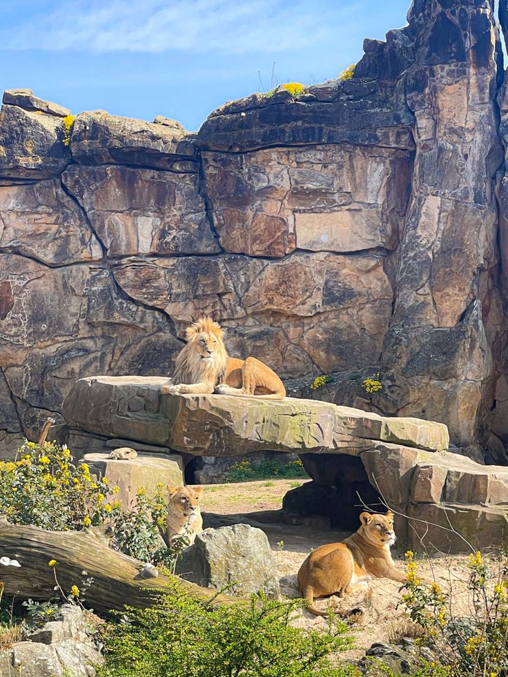 three lions sitting on rocks in front of a large rock formation with trees and bushes