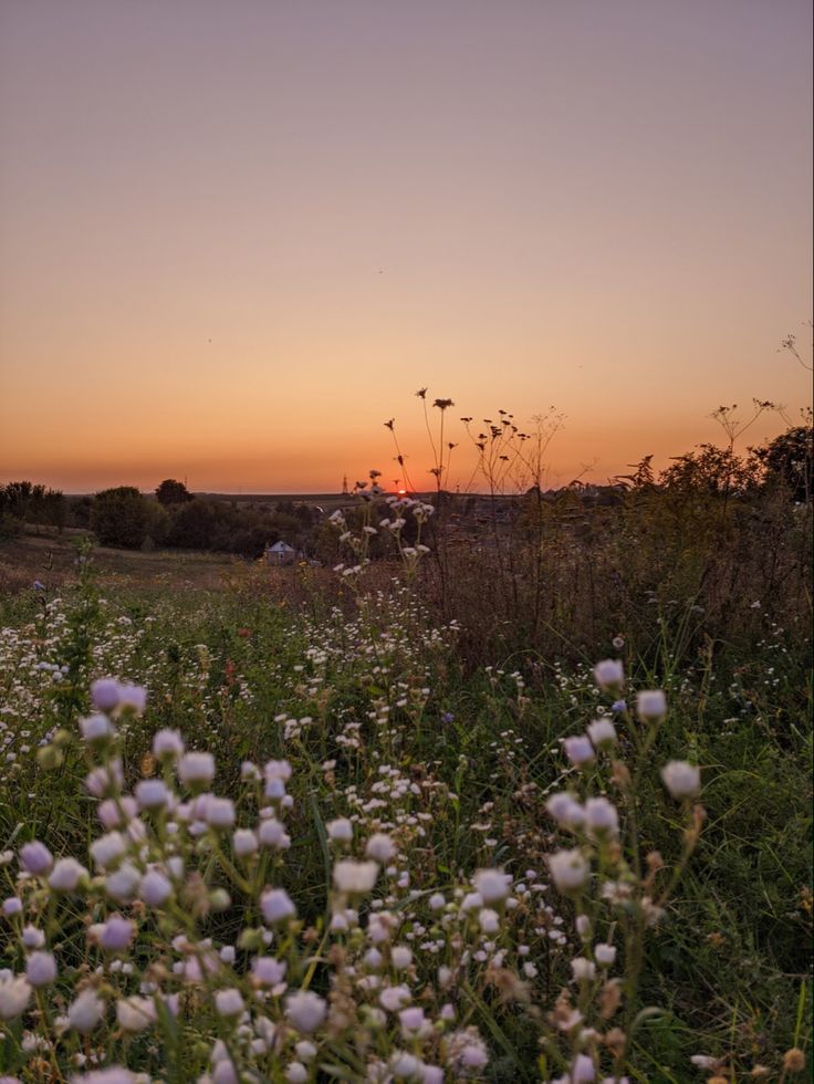 the sun is setting over a field full of wildflowers