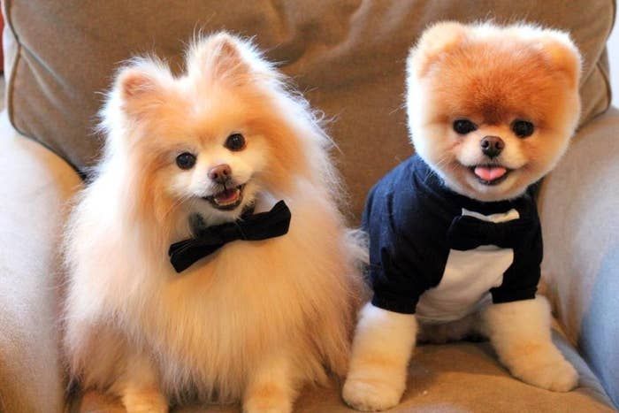 two small dogs sitting on a couch wearing sweaters and bow ties with their mouths open