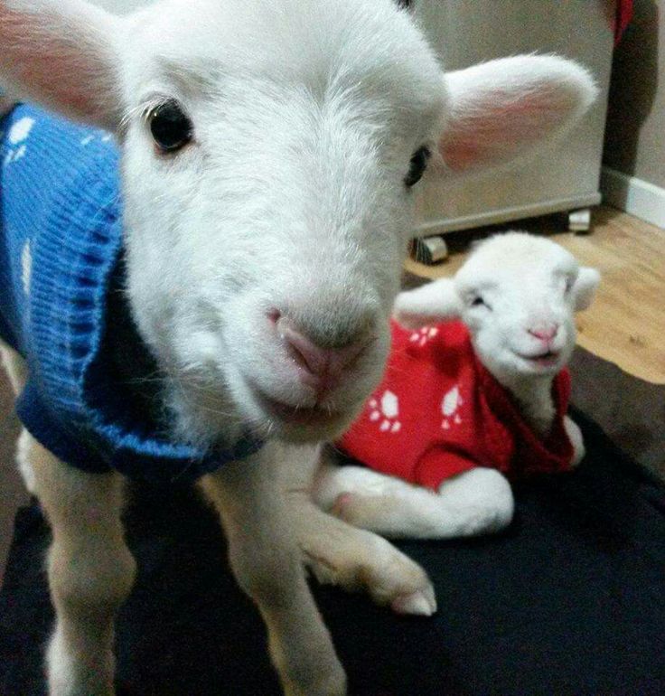 two lambs wearing sweaters sitting next to each other