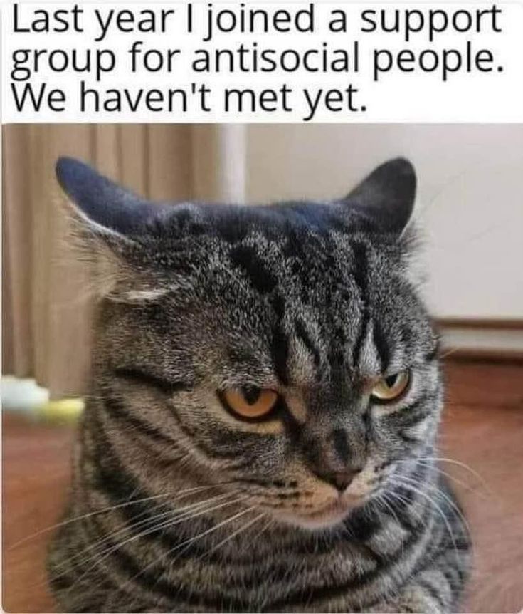 a cat sitting on top of a wooden floor next to a window with the caption that reads, last year i joined a support group for antisocial people we haven't met yet