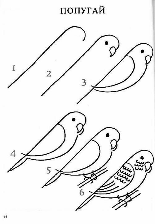 the instructions for how to draw birds in russian