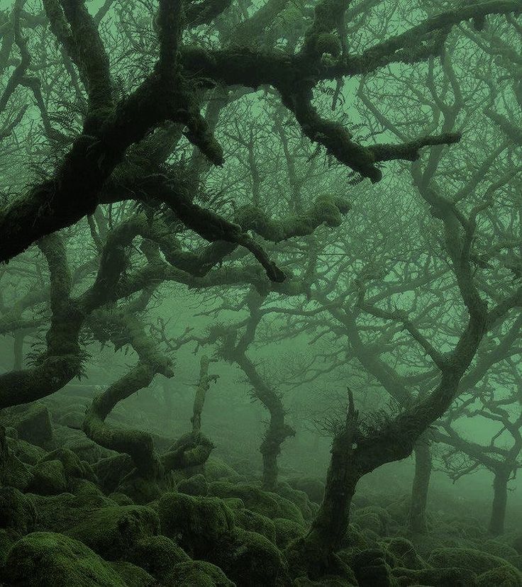 an area with mossy trees and rocks covered in green leaves, foggy weather