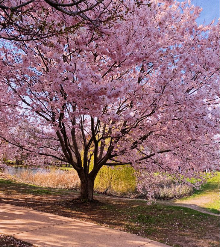 a large tree with pink flowers in the middle of a sidewalk next to a body of water