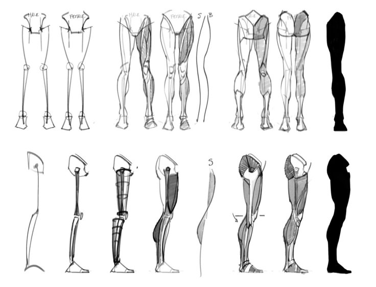 an image of different types of legs and leg muscles in various positions, including the upper half