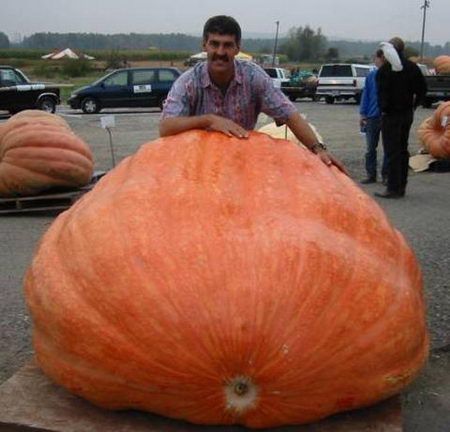 a man sitting on top of a giant pumpkin in a parking lot next to other large pumpkins