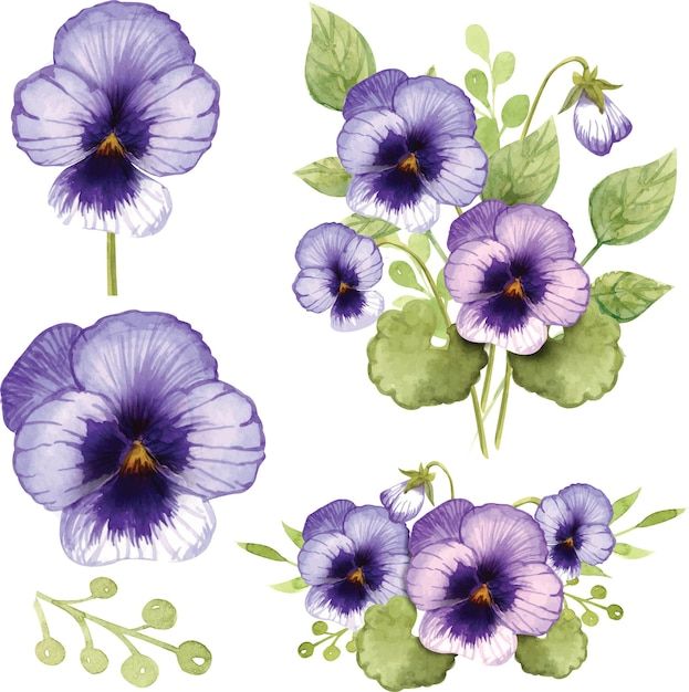 purple flowers with green leaves and buds on a white background, watercolor painting illustration