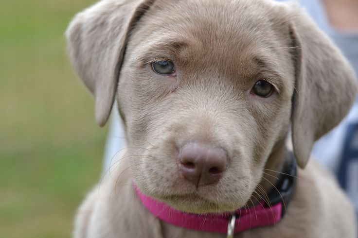 a close up of a dog wearing a pink collar and looking at the camera with an alert look on its face